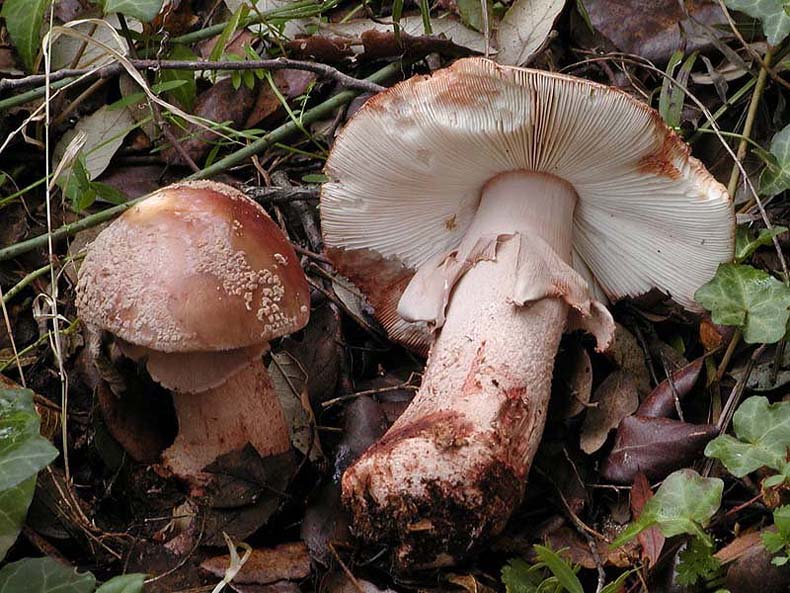 I tanti aspetti della Amanita rubescens